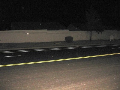 2009_0927_coyote_01