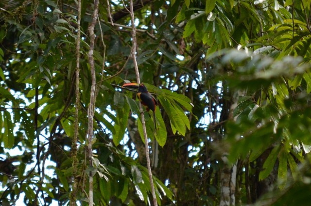 2014_0102_CostaRica_Canyoning_52_blog