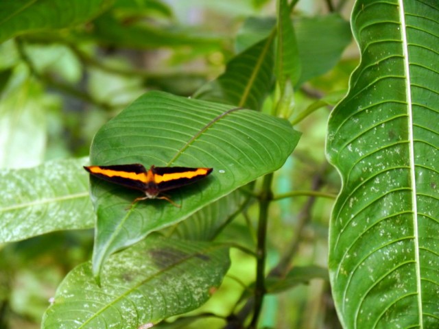 2014_0104_CostaRica_zElCocora_02_blog