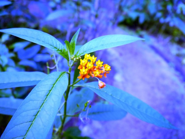 2014_0104_CostaRica_zElCocora_03_blog