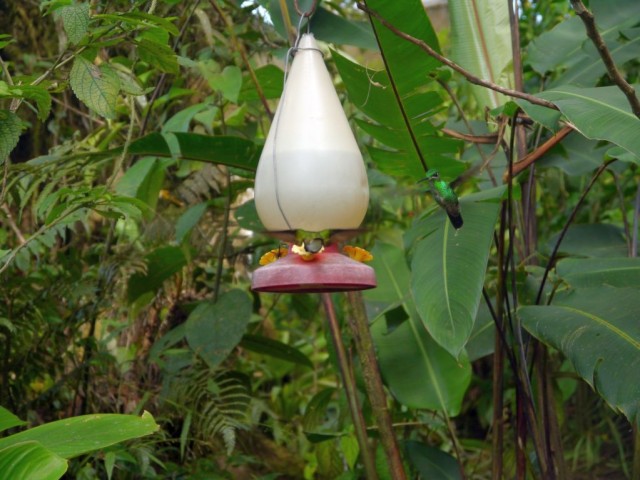 2014_0104_CostaRica_zElCocora_11_blog