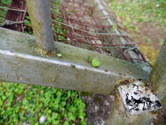 2014_0104_CostaRica_zElCocora_24_blog