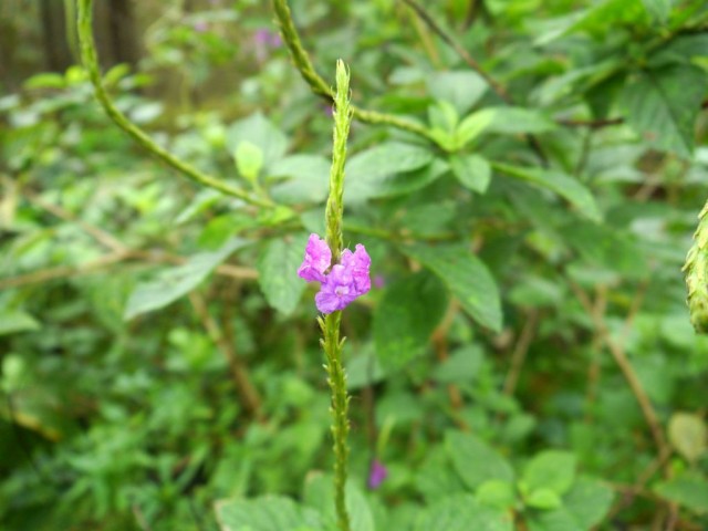 2014_0105_CostaRica_Resort_04_blog