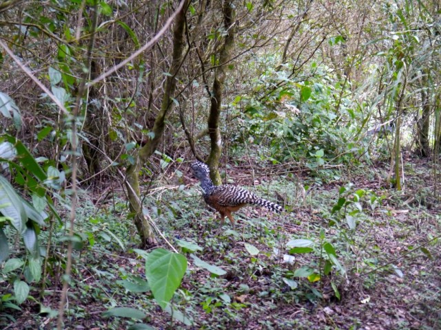 2014_0106_CostaRica_ArenalNP_41_blog