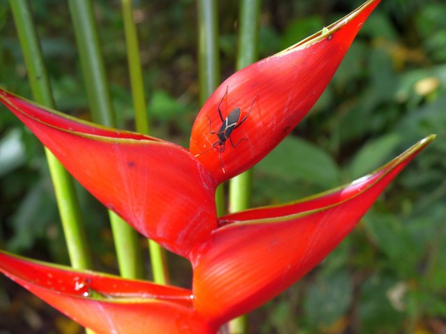 2014_0106_CostaRica_ArenalNP_68_blog